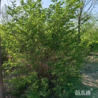 高度350厘米金银木