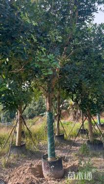 15公分桃花心木