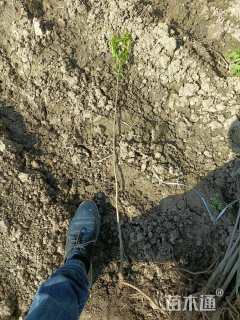 高度50厘米紫穗槐