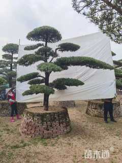移栽苗造型罗汉松