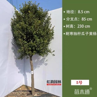 高度220厘米瓜子黄杨