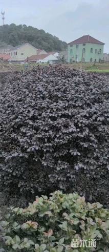 冠幅250厘米红花继木球