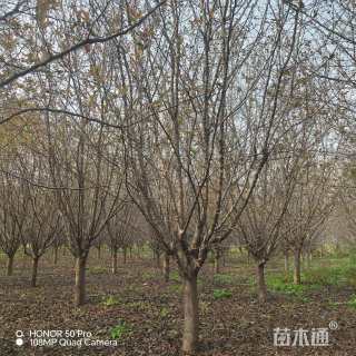 15公分北美海棠