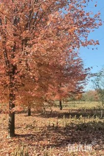 20公分美国红枫