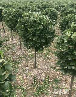 高度100厘米北海道黄杨