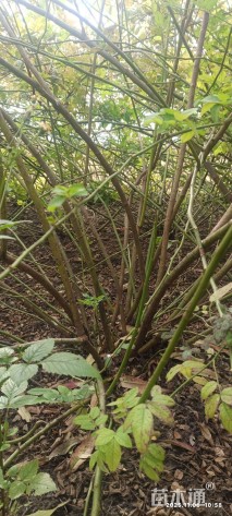 高度150厘米蔷薇