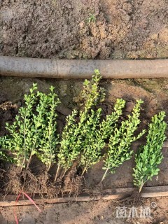 高度50厘米小叶黄杨