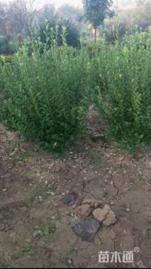 冠幅40厘米卫矛球