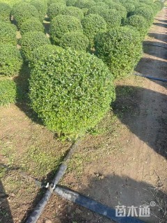 冠幅65厘米小叶女贞球