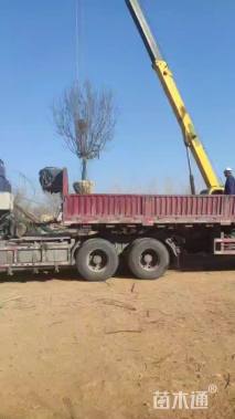 12公分绚丽海棠