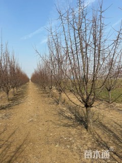 10公分甜茶海棠