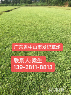 草块状夏威夷草