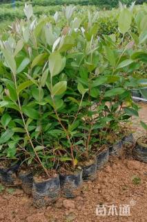 高度40厘米桃金娘