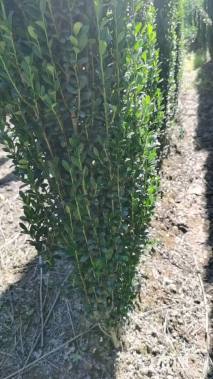 高度150厘米直立冬青