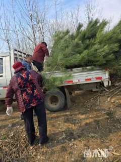 高度120厘米黑松