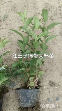 高度55厘米红王子锦带