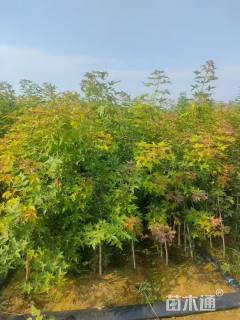高度200厘米元宝枫小苗
