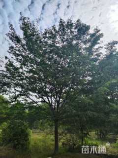 20公分榉树