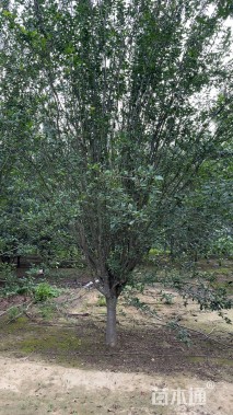 15公分西府海棠