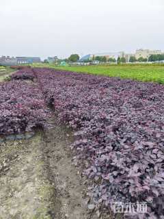 高度30厘米红花继木