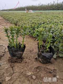 高度15厘米三七景天