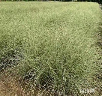 高度60厘米晨光芒