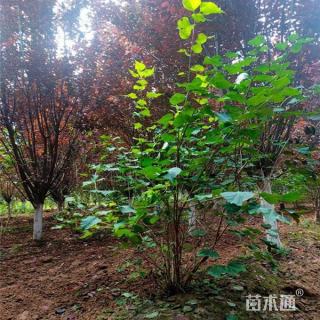 高度150厘米丛生丁香