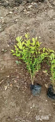 高度40厘米金叶女贞