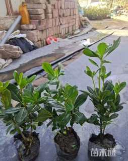 高度20厘米海桐