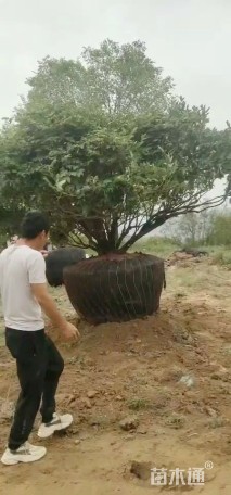 高度220厘米牡丹