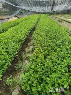 高度30厘米含笑