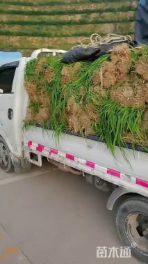 高度40厘米萱草