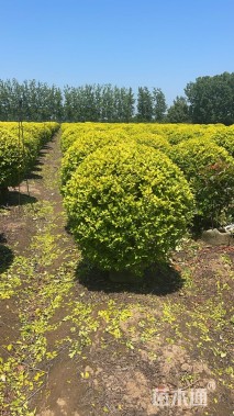 冠幅120厘米金叶女贞球