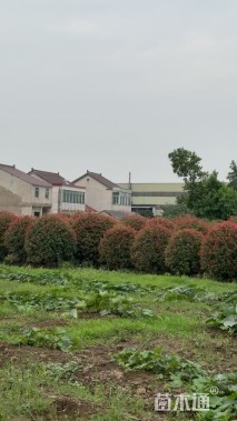 冠幅250厘米红叶石楠球