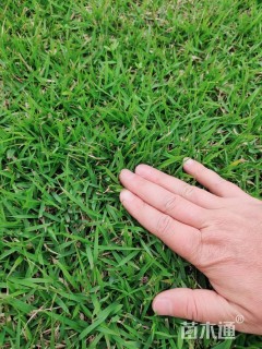 草卷状中华结缕草