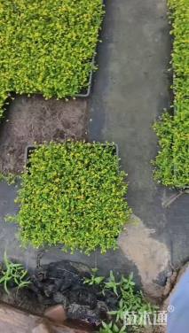 高度1厘米金莎蔓