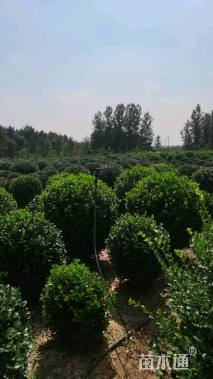 冠幅100厘米冬青球