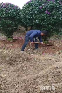 9公分造型三角梅