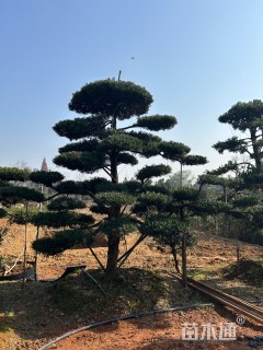 移栽苗造型罗汉松