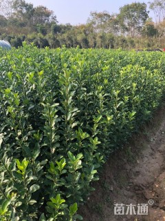 高度50厘米大叶黄杨