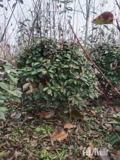 冠幅100厘米红叶石楠球