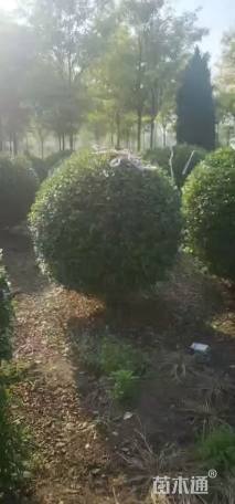 高度170厘米水蜡球