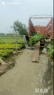 高度80厘米红花夹竹桃