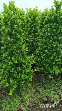 高度180厘米火山榕