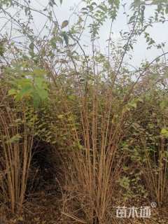 高度150厘米猥实