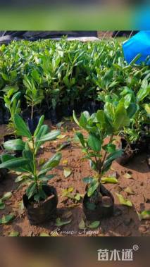 高度20厘米海桐