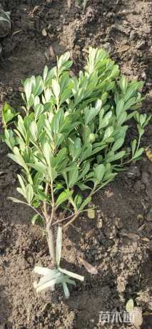 高度40厘米海桐