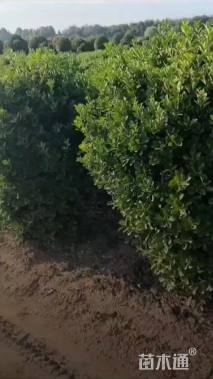 冠幅150厘米大叶黄杨球