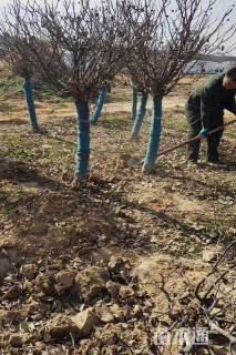 10公分造型月季