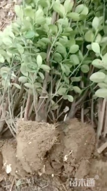 高度80厘米北海道黄杨